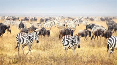 Why do Zebra and Wildebeest Migrate together | Great Migration