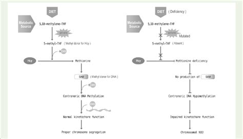 Pathway for folic acid metabolism and mutation in MTHFR gene that... | Download Scientific Diagram