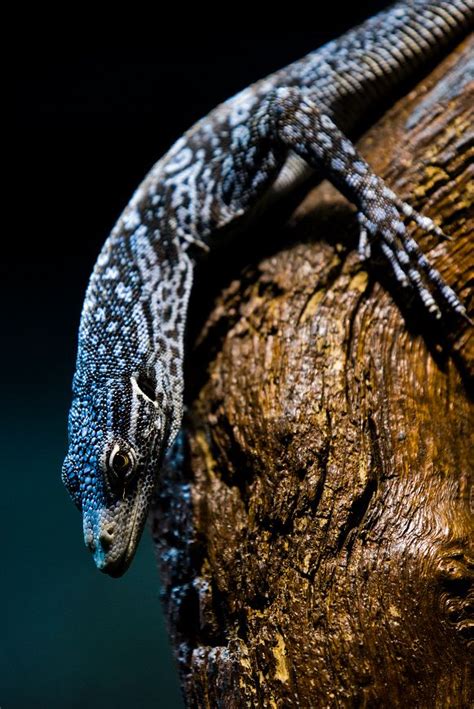 Blue Tree Monitor at ZSL London Zoo | Reptile habitat, London zoo, Blue tree