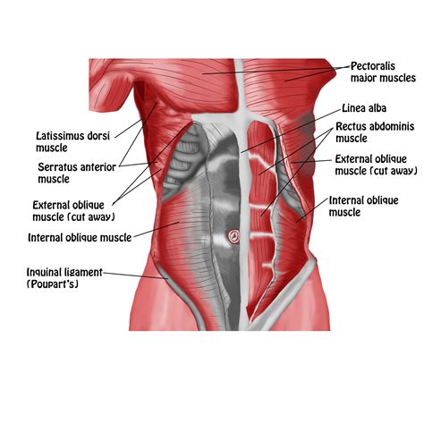 Anterior Abdominal Wall- Intermediate Dissection copy - Spontaneous Muscle Release ...