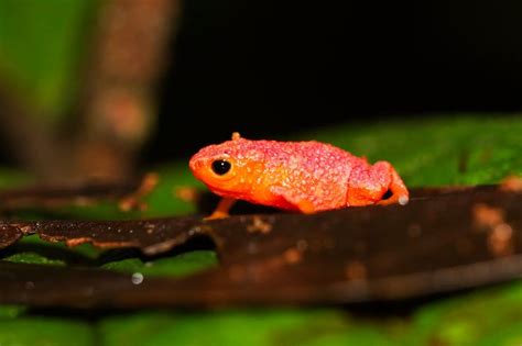 The Fascinating Pumpkin Toadlet