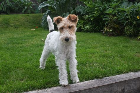 Wire Fox Terrier - Pictures, Information, Temperament, Characteristics, Rescue | Animals Breeds