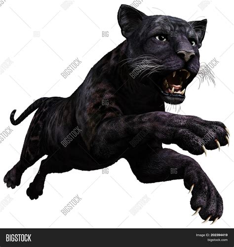 Panther Leaping Attack Image & Photo (Free Trial) | Bigstock