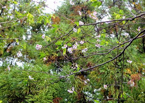 October cherry blossoms at Hatoyama Agriculture Park