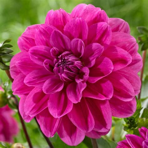 Dahlia Cantiflora | Longfield gardens, Flower garden, Flowers