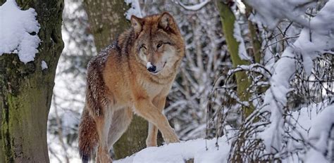 6 Possible Wolf Colors, Why They Occur & What They Mean