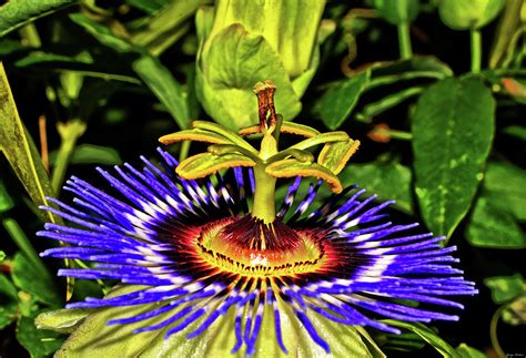 Blue Passion Flower 016 Photograph by George Bostian - Fine Art America