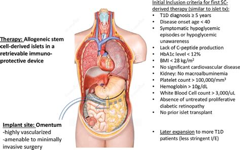 A vision for the future of islet transplantation. Stem cell-derived ...