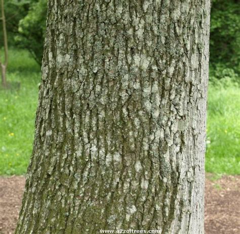 Pictures and description of the Pendunculate Oak (quercus robur)