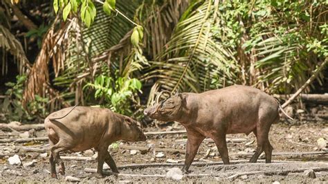 Babirusa: Conserving the Bizarre Pig of the Sulawesi Forest - 2000 Daily