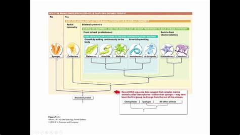 The Heterotrophs -- Fungi and Animals - YouTube