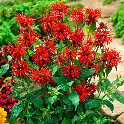 Monarda (Pysznogłówka) Cambridge Scarlet 1 szt. | SPRING FLOWER BULBS \ OTHERS Koszyki do ...