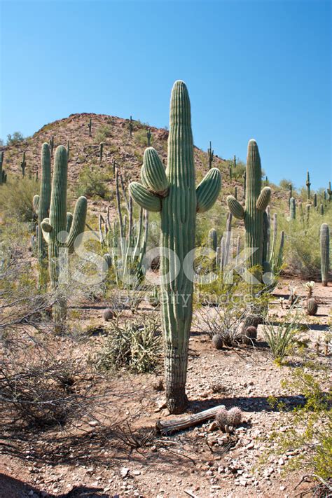 Saguaro Cactus IN Arizona Stock Photos - FreeImages.com