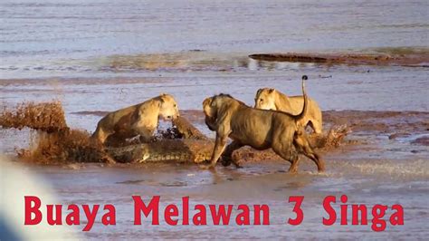 Buaya Melawan 3 Singa - YouTube