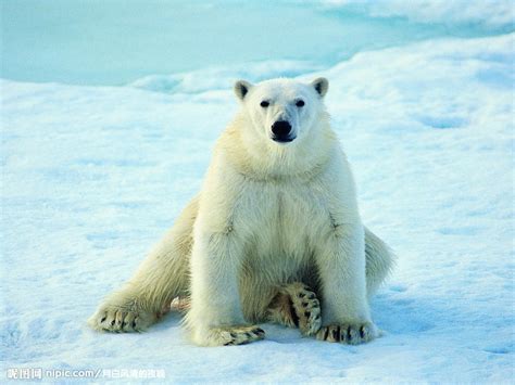 北极熊摄影图__野生动物_生物世界_摄影图库_昵图网nipic.com