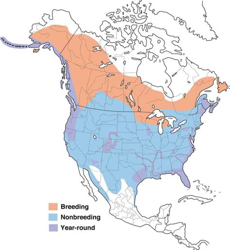 Bald Eagle Population Estimates (For 49 U.S. States) - Wildlife Informer