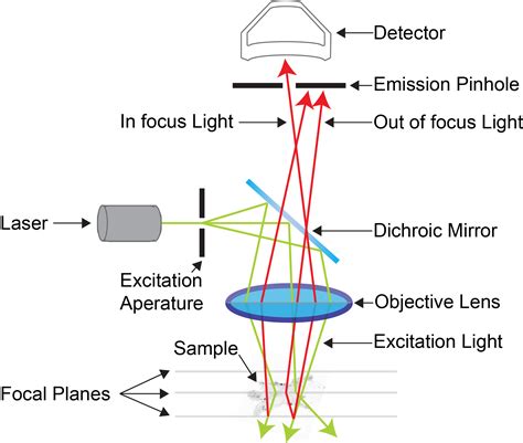 Confocal Techniques - Institute for Molecular Bioscience - University ...