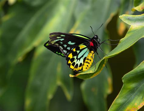 What is the biggest butterfly in the world?