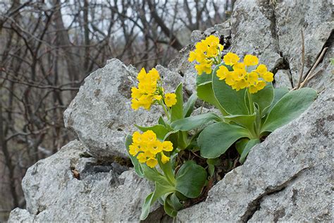 Primula-auricula_66 | Primula auricula Auricula, Bear's-Ear … | Flickr