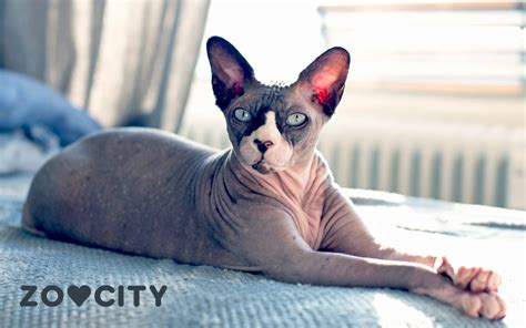 Don Sphynx - Izgled, zdravlje i karakteristike | ZOOCITY blog