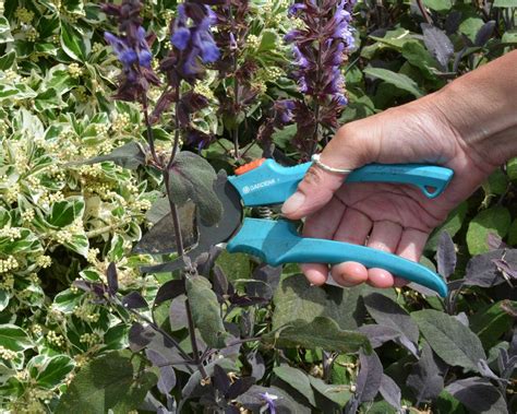 How to prune salvias and when to do it | Gardeningetc