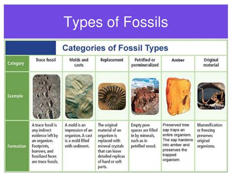 6 Types Of Fossils