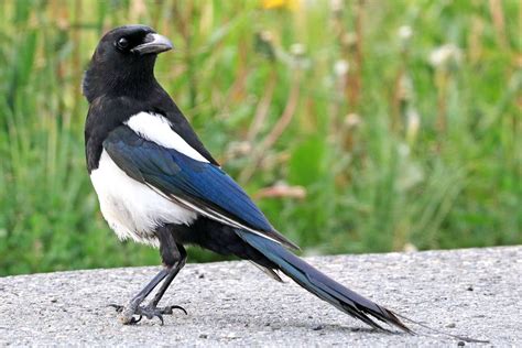 Black-Billed Magpie