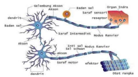 Pengertian Sistem Saraf Tepi dan Fungsinya dalam Tubuh