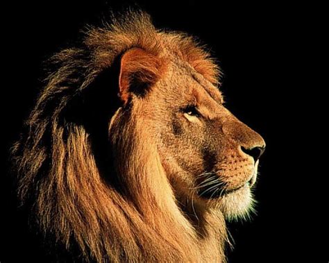 3D Lion Wallpapers - Top Free 3D Lion Backgrounds - WallpaperAccess