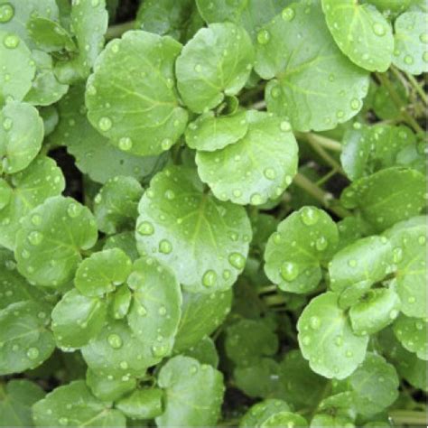 Buy Herb Watercress seeds online