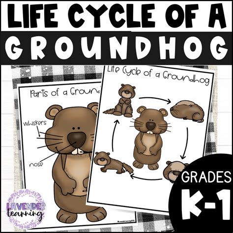 Life Cycle of a Groundhog Activities, Worksheets, Booklet - Groundhog ...