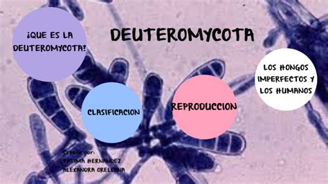 DEUTEROMYCOTA by Fatima Hernandez on Prezi