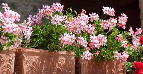 Ivy Geranium Care: Tips On Growing The Pelargonium Peltatum