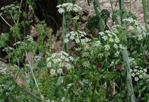 Hemlock. Botanical recognition and toxicity risks - Sbenny’s Blog