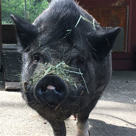 Potbelly Pig | Beacon Hill Children's Farm