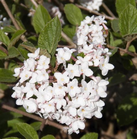 Living with the Land: Fragrant viburnum