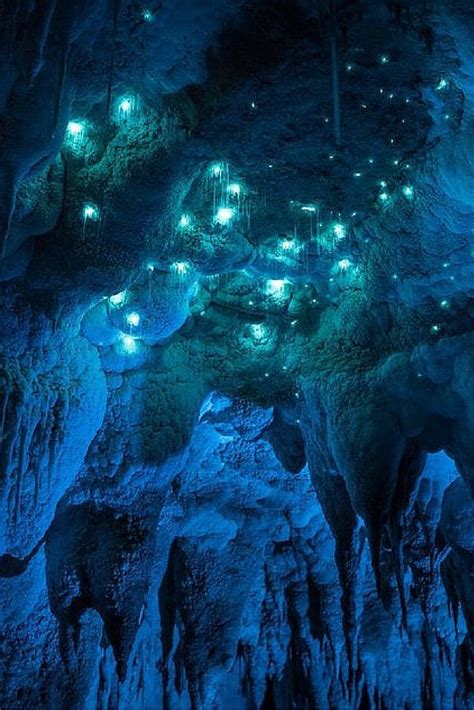 Waitomo Glowworm Caves, in Waikato, New Zealand | Places to travel, Places to visit, New zealand ...