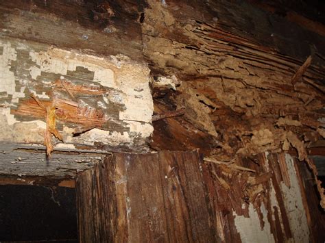 1800's House Renovations: Termite Damage