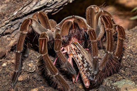 What Do Tarantulas Eat? | Pet Care Advisors