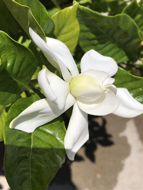 Cape Jasmine gardenia. My plant is from multi-generational cuttings off my great-grandmothers ...