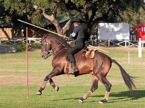 Working Equitation Extra Quality Set