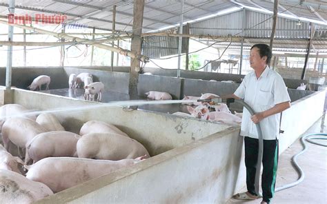 Nuôi heo thời “bão giá” - Binh Phuoc, Tin tuc Binh Phuoc, Tin mới tỉnh ...