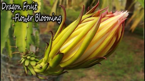 DRAGON FRUIT -FLOWER BLOOMING SEASON - YouTube