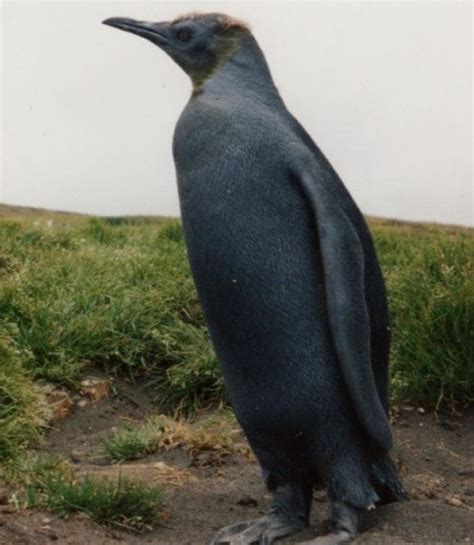 black-animals | Melanism, Melanistic animals, Melanistic