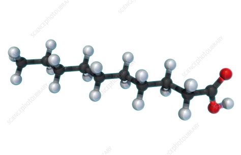 Decanoic Acid, Molecular Model - Stock Image - F031/8319 - Science Photo Library