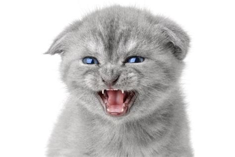 Let’s Talk Cat Growling — Why Does Your Cat Growl and How Should You React? - Catster