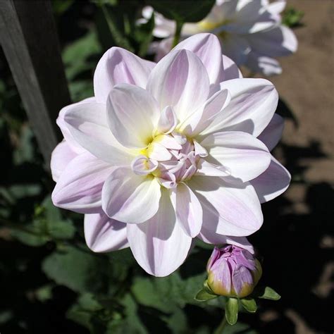 Porcelain Dahlia | Flower farm, Dahlia, Dahlia flower