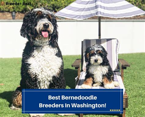 4 Best Bernedoodle Breeders In Washington! (2023) - Breeder Best