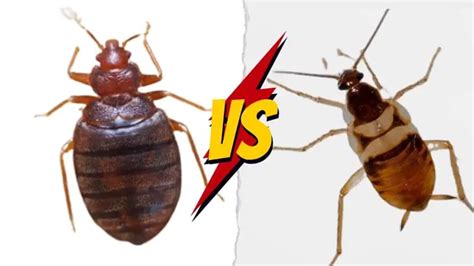 Cockroach Vs Bed Bug - Comparison TABLE