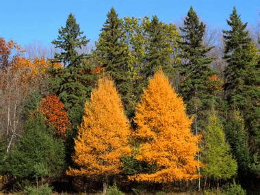 Tamarack: Identification, Leaves, Bark & Habitat | Larix laricina